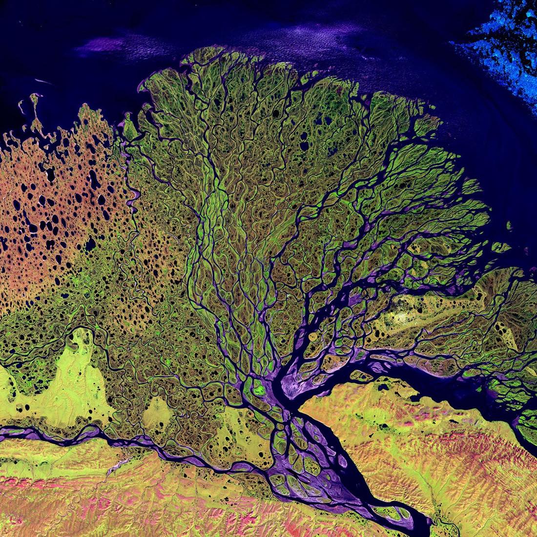 Deep blue branching waterways across the Lena River Delta, Landsat false color